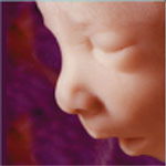 Baby at 20 Weeks