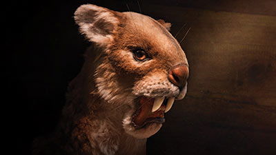 Reimagining Ark Animals