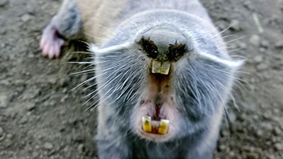 Blind Mole-Rats: Evidence for Intelligent Design