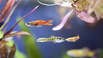 Variation and Adaptation in Guppies and Gambusia
