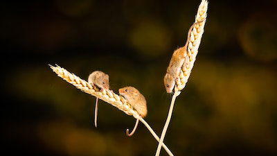 “Gay” Mice Can Make Babies?